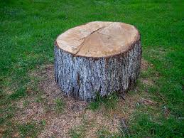 How Our Tree Care Process Works  in  Lenape Heights, PA