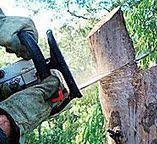 Best Tree Disease Treatment  in Lenape Heights, PA
