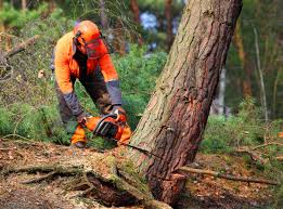 Best Storm Damage Tree Cleanup  in Lenape Heights, PA