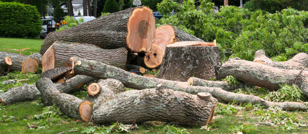 Best Lawn Renovation and Restoration  in Lenape Heights, PA