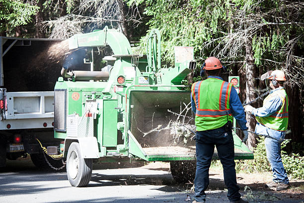 Best Fruit Tree Pruning  in Lenape Heights, PA