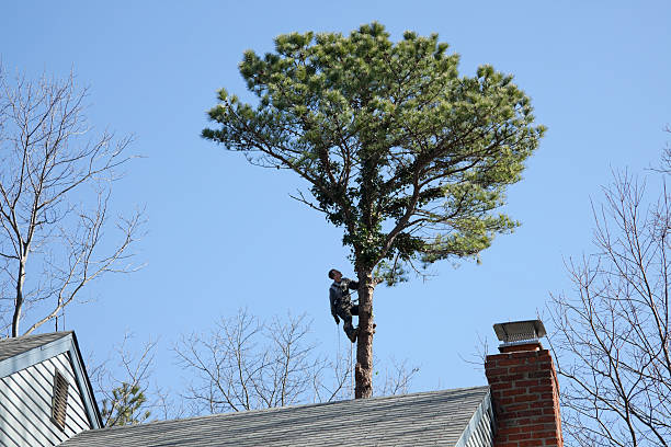 Best Tree and Shrub Care  in Lenape Heights, PA